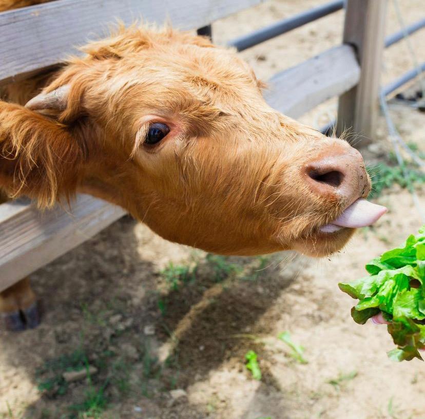 Cow eating TrueHarvest Farms hydroponic leafy green lettuce